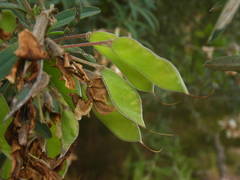 Chamaecytisus prolifer image