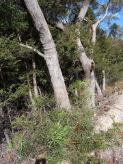 Eucalyptus amygdalina