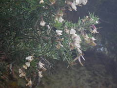 Chamaecytisus prolifer image