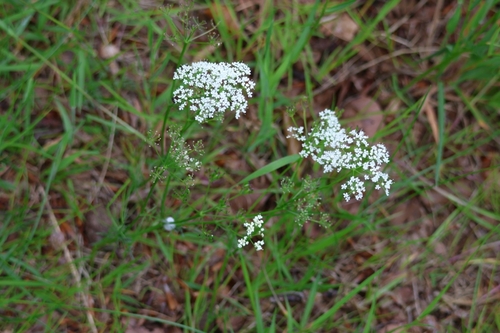 Pignut