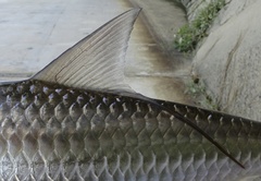 Megalops cyprinoides