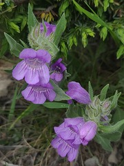Penstemon eriantherus, photograph author not stated, no rights reserved