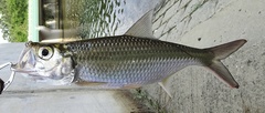 Megalops cyprinoides