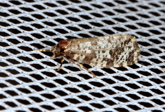 Ardiosteres moretonella