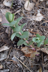 Hylotelephium maximum ruprechtii