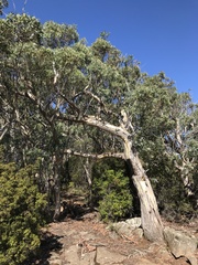 Eucalyptus tenuiramis