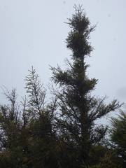 Picea morrisonicola