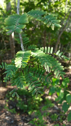 Dichrostachys arborescens image