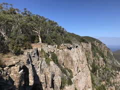 Eucalyptus tenuiramis