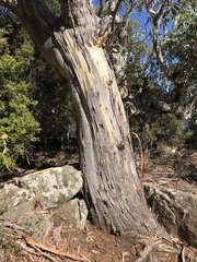 Eucalyptus tenuiramis
