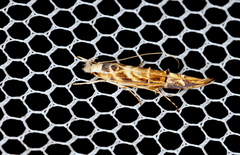 Trachydora chrysodoxa