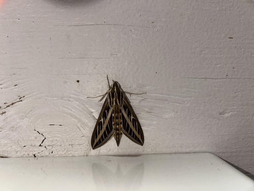 iNaturalist observation photo of White-lined Sphinx