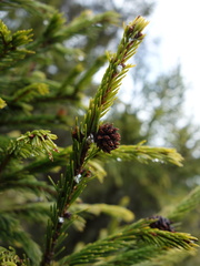 Picea morrisonicola