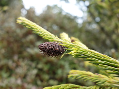 Picea morrisonicola