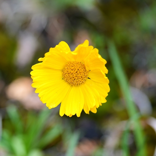 Tetraneuris herbacea, photograph 4