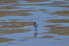 Egretta tricolor