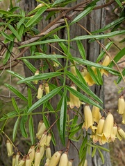 Pandorea linearis