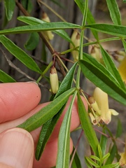 Pandorea linearis