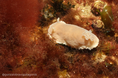 Diaulula punctuolata