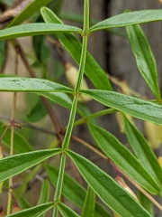 Pandorea linearis