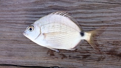 Diplodus