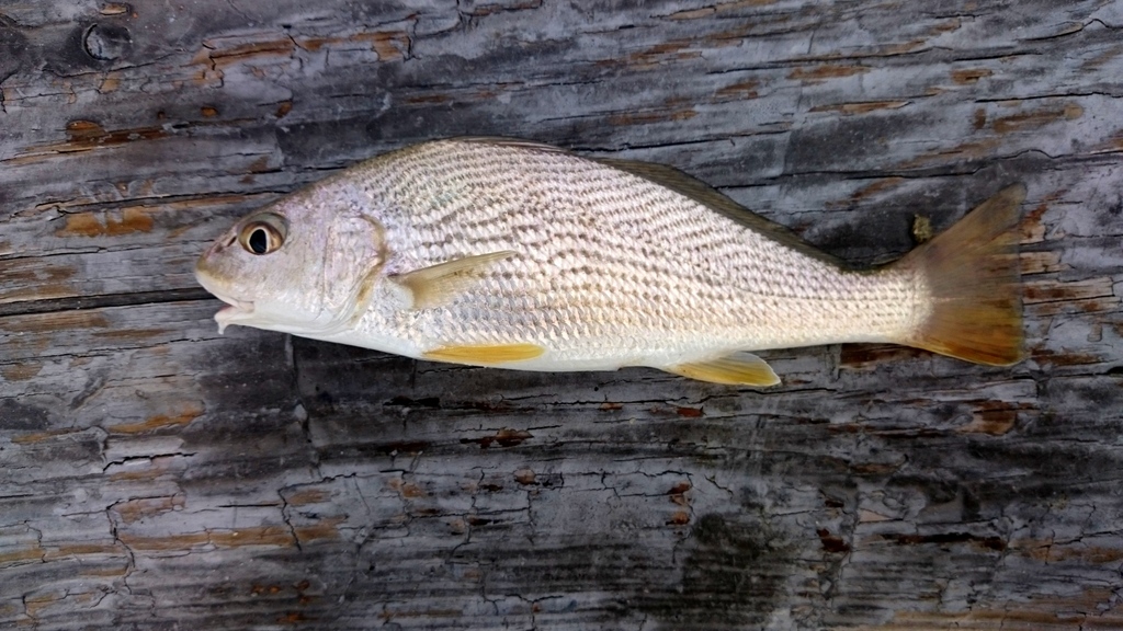 (Umbrina) Marine Life Identification
