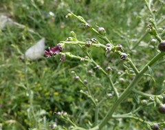 Scrophularia canina canina