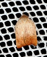 Tortricopsis semijunctella