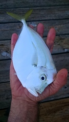 Selene setapinnis