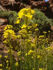 Descurainia bourgaeana image