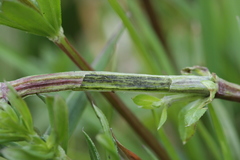 Melanotaenium endogenum