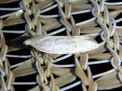 Scieropepla polyxesta