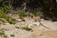 Aspidoscelis tigris tigris