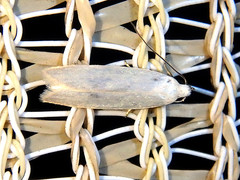 Scieropepla polyxesta