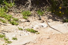 Aspidoscelis tigris tigris