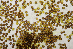 Melanotaenium endogenum