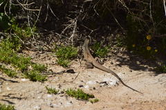 Aspidoscelis tigris tigris