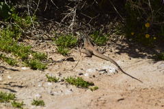 Aspidoscelis tigris tigris