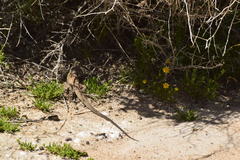 Aspidoscelis tigris tigris