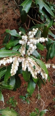 Pieris formosa