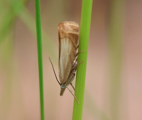 Garden Grass-veneer