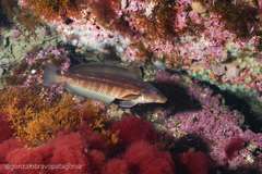 Pinguipes brasilianus