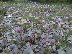 Townsendia parryi, photograph author not stated, no rights reserved