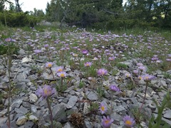 Townsendia parryi, photograph author not stated, no rights reserved