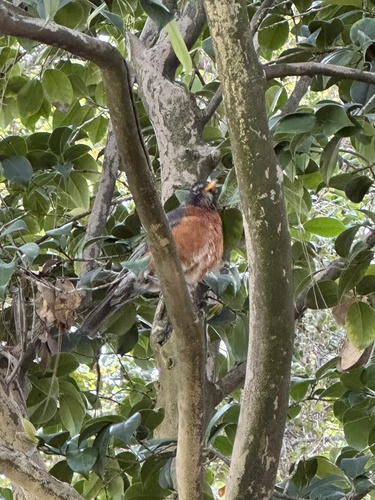 American Robin