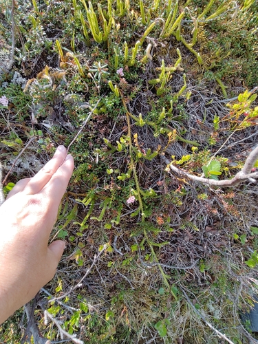 Lycopodium lagopus, photograph 6
