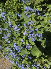 Brunnera macrophylla