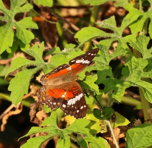 Red Peacock