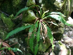 Goniopteris scolopendrioides