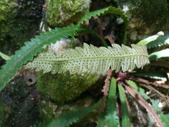 Goniopteris scolopendrioides